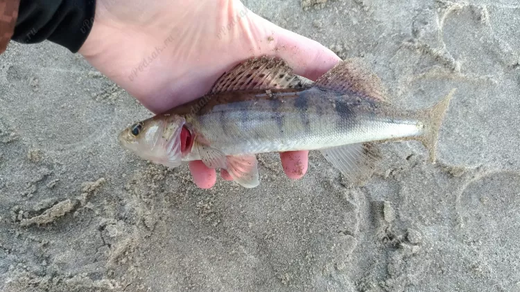 Утренняя рыбалка на городском пляже