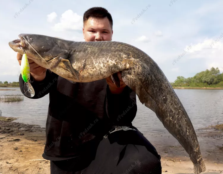 Отчёт о рыбалке Отчёт о рыбалке Рязанская область Рязань Река Ока Летняя рыбалка Ловля на спиннинг