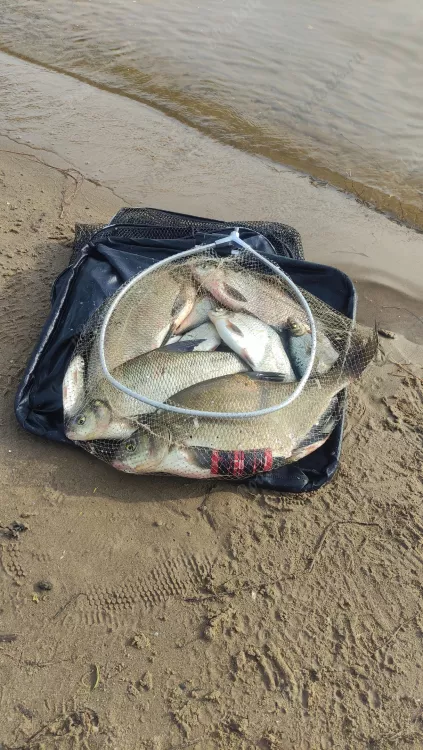 Отчёт о рыбалке Отчёт о рыбалке Самарская область Самара Река Волга Рыбалка весной Ловля на фидер
