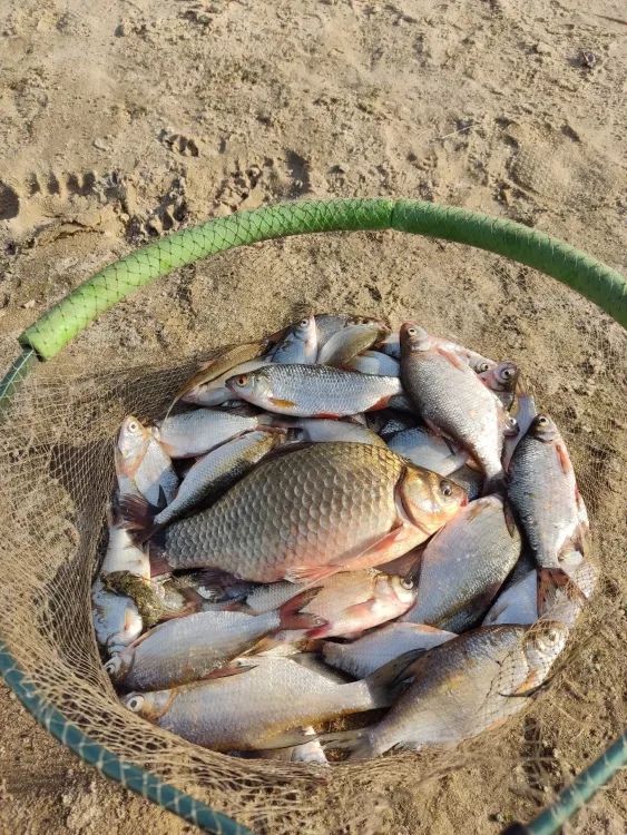 Отчёт о рыбалке Отчёт о рыбалке Самарская область Красный Миронов Река Уса Летняя рыбалка Ловля на фидер