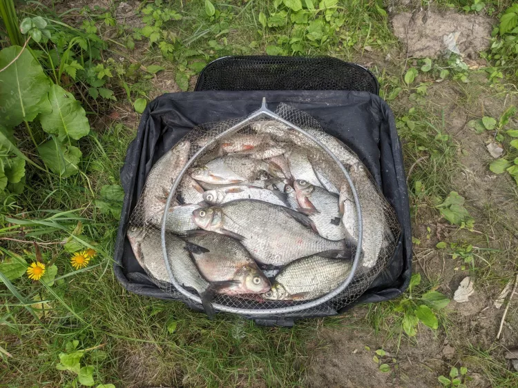 Отчёт о рыбалке Отчёт о рыбалке Самарская область Новокуйбышевск Река Кривуша Летняя рыбалка Ловля на фидер