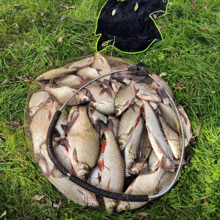 Отчёт о рыбалке Отчёт о рыбалке Гомельская область Рогачёв Река Днепр Летняя рыбалка Ловля на фидер