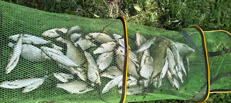 Отчёт о рыбалке Отчёт о рыбалке Республика Башкортостан Николо-Березовка Река Кама Летняя рыбалка Ловля на фидер