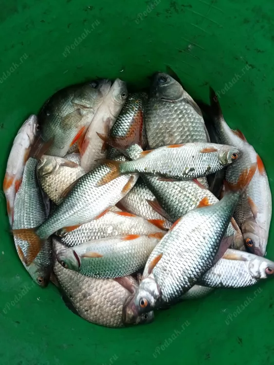 Отчёт о рыбалке Отчёт о рыбалке Челябинская область Полетаево Река Миасс Летняя рыбалка Ловля маховым удилищем