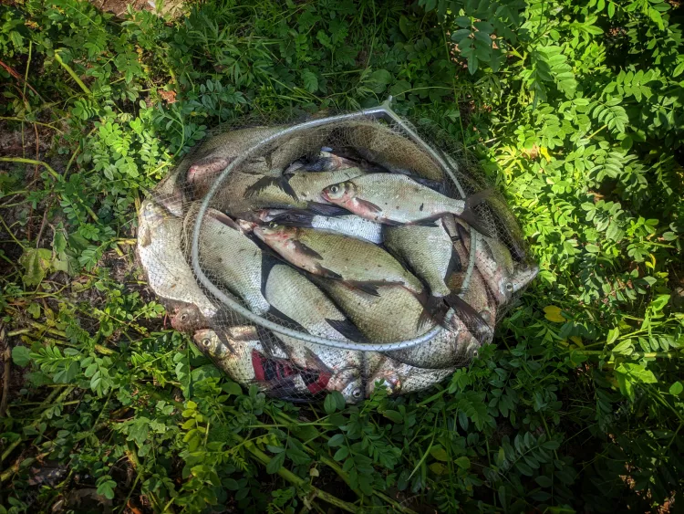 Отчёт о рыбалке Отчёт о рыбалке Самарская область Чапаевск Река Чапаевка Рыбалка осенью Ловля на фидер