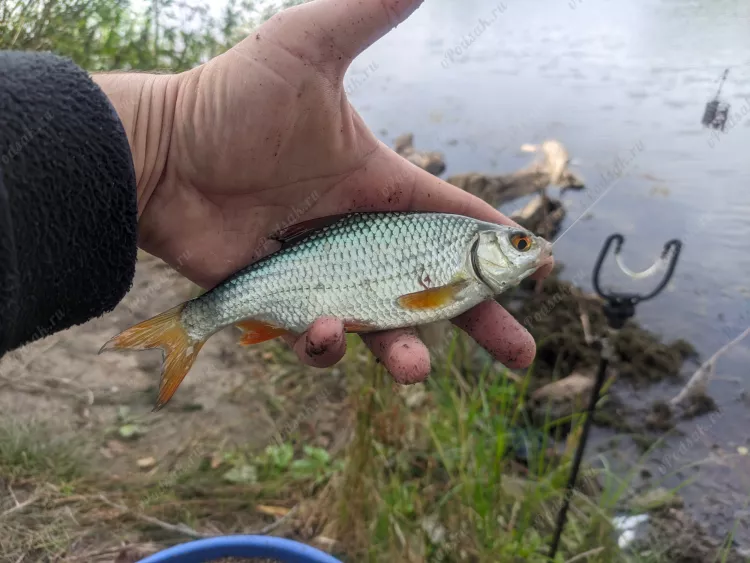 Рыбалка на Чапаевке