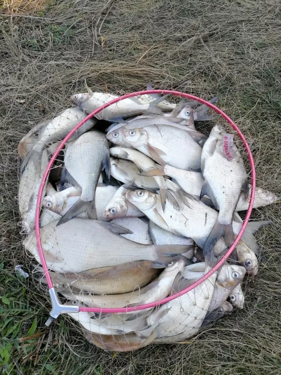 Отчёт о рыбалке Отчёт о рыбалке Рязанская область Заречье Река Проня Рыбалка осенью Ловля на фидер