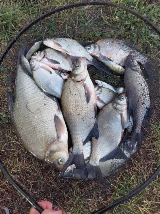 Отчёт о рыбалке Отчёт о рыбалке Брянская область Брянск Река Десна Рыбалка осенью Ловля на фидер