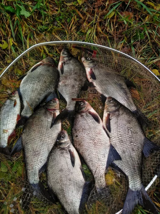Отчёт о рыбалке Отчёт о рыбалке Витебская область Витебск Река Западная Двина Рыбалка осенью Ловля на фидер
