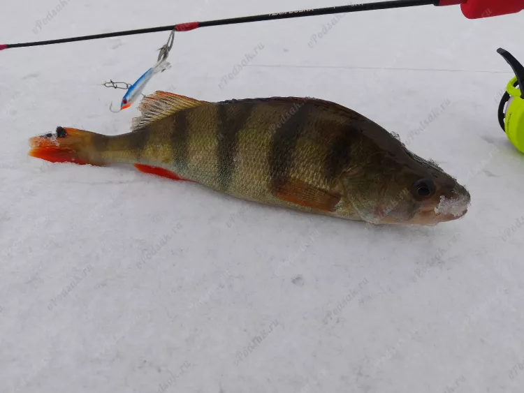 Отчёт о рыбалке Отчёт о рыбалке Саратовская область Балаково Река Малый Иргиз Рыбалка осенью Ловля зимней удочкой