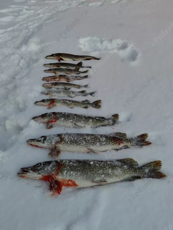 Отчёт о рыбалке Отчёт о рыбалке Рязанская область Рязань Река Ока Зимняя рыбалка Ловля на жерлицы