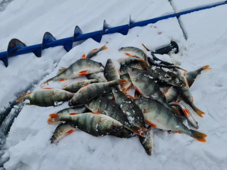 Отчёт о рыбалке Отчёт о рыбалке Самарская область Черноречье Водохранилище Чёрновское Зимняя рыбалка Ловля зимней удочкой
