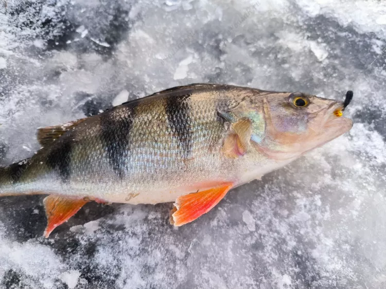 Рыбинское водохранилище рыбалка по первому льду