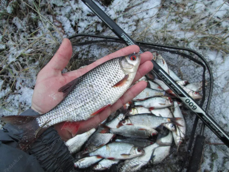 Рыбалка в Пинске перед ледоставом