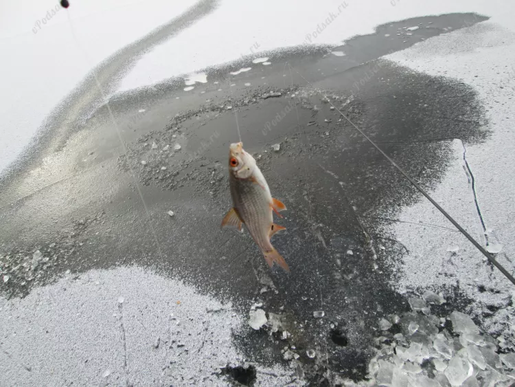Зимняя рыбалка в Пинске - открытие сезона