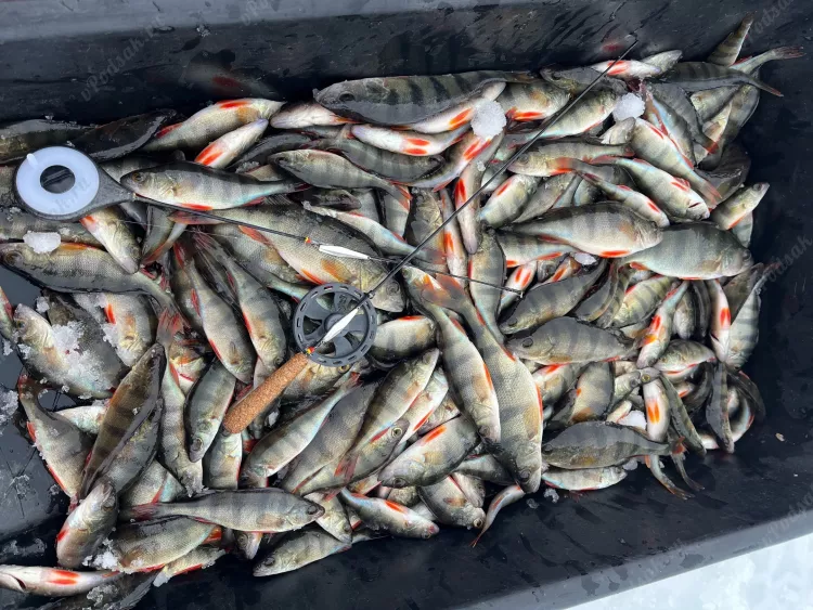 Отчёт о рыбалке Отчёт о рыбалке Самарская область Самара Озеро / Пруд Без названия Зимняя рыбалка Ловля зимней удочкой