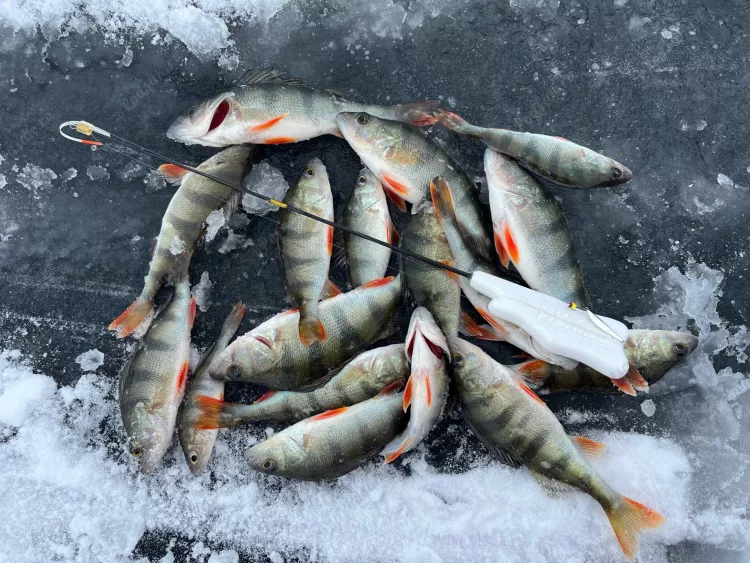 Отчёт о рыбалке Отчёт о рыбалке Самарская область Самара Река Самарка Зимняя рыбалка Ловля зимней удочкой