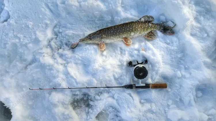 Отчёт о рыбалке Отчёт о рыбалке Рязанская область Рязань Река Ока Зимняя рыбалка Ловля зимней удочкой