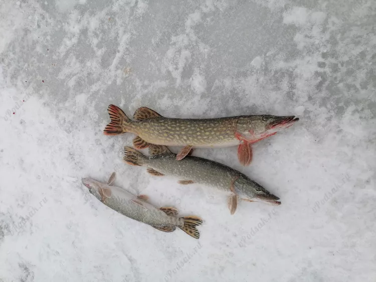Отчёт о рыбалке Отчёт о рыбалке Брестская область Локтыши Водохранилище Локтыши Зимняя рыбалка Ловля на жерлицы