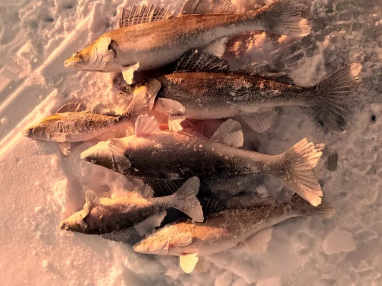 Отчёт о рыбалке Отчёт о рыбалке Пермский край Чайковский Река Кама Зимняя рыбалка Ловля зимней удочкой
