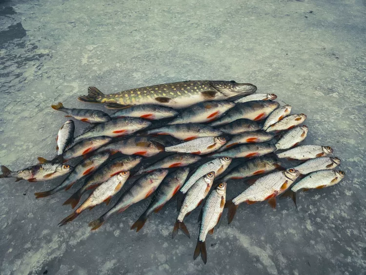 Отчёт о рыбалке Отчёт о рыбалке Брестская область Гута Водохранилище Гута Зимняя рыбалка Ловля зимней удочкой