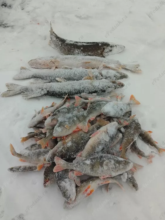 Зимняя рыбалка в Костроме