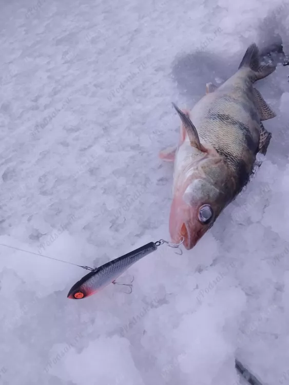 Отчёт о рыбалке Отчёт о рыбалке Саратовская область Балаково Река Волга Зимняя рыбалка Ловля зимней удочкой