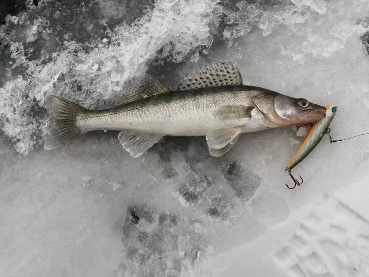 Рыбалка в Самаре - судак со льда