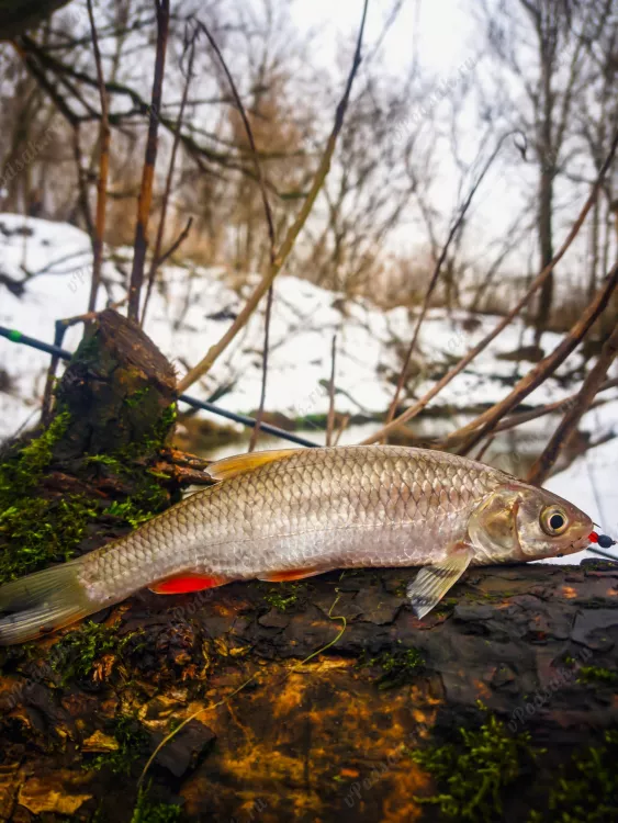 Отчёт о рыбалке Отчёт о рыбалке Москва Москва Река Москва Зимняя рыбалка Ловля на спиннинг