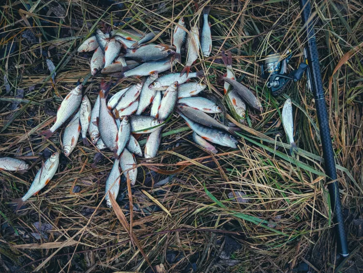 Отчёт о рыбалке Отчёт о рыбалке Брестская область Белоозерск Канал Без названия Зимняя рыбалка Ловля на болонское удилище