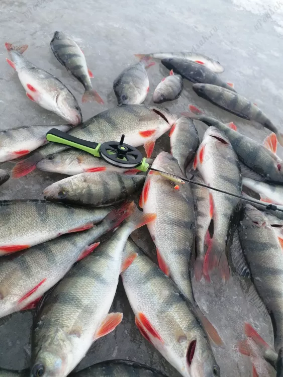 Отчёт о рыбалке Отчёт о рыбалке Кюменлааксо Хамина Озеро / Пруд Без названия Зимняя рыбалка Ловля зимней удочкой