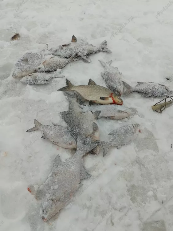 Отчёт о рыбалке Отчёт о рыбалке Костромская область Кострома Река Волга Зимняя рыбалка Ловля зимней удочкой
