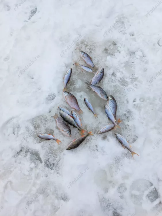 Отчёт о рыбалке Отчёт о рыбалке Гродненская область Гродно Река Неман Зимняя рыбалка Ловля зимней удочкой, Ловля на жерлицы