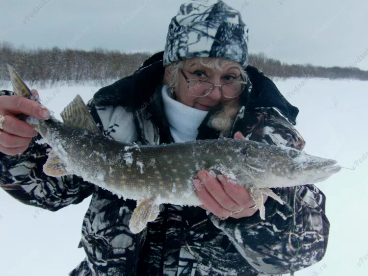 Отчёт о рыбалке Отчёт о рыбалке Архангельская область Савинский Река Емца Зимняя рыбалка Ловля зимней удочкой, Ловля на жерлицы