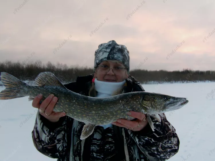 Отчёт о рыбалке Отчёт о рыбалке Архангельская область Савинский Река Емца Зимняя рыбалка Ловля на жерлицы