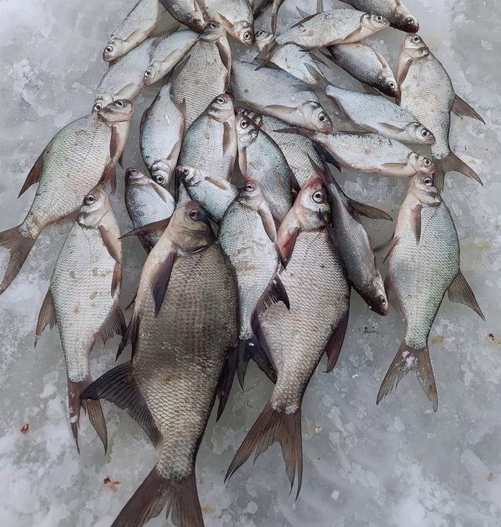 Отчёт о рыбалке Отчёт о рыбалке Калужская область Калуга Река Ока Зимняя рыбалка Ловля зимней удочкой