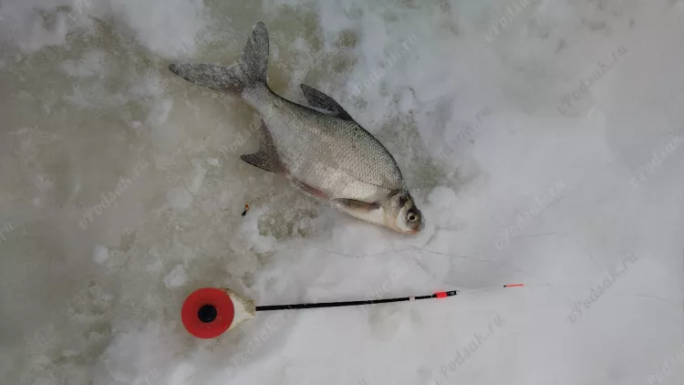 Отчёт о рыбалке Отчёт о рыбалке Нижегородская область Желнино Река Ока Зимняя рыбалка Ловля зимней удочкой