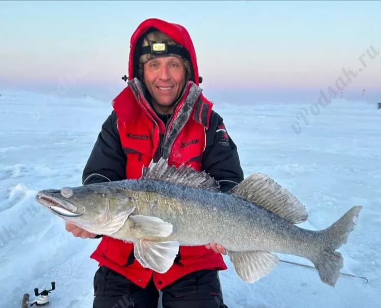 Рыбалка в Балаково - судак на 8,870 кг