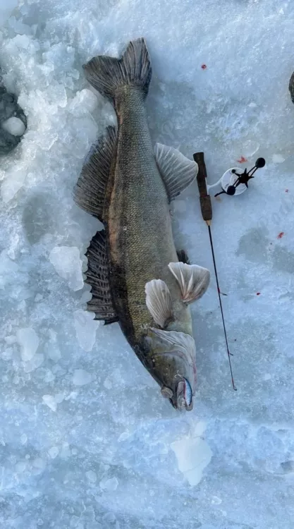 Рыбалка в Балаково - судак на 8,870 кг