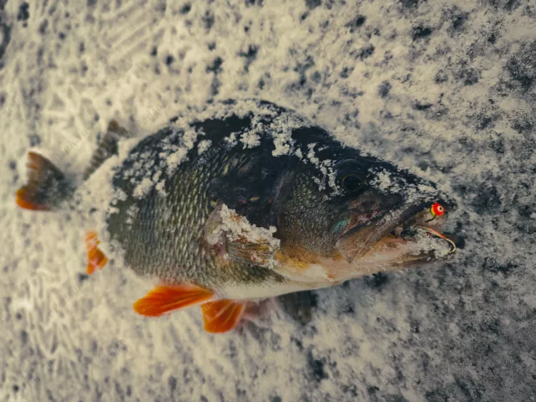 Отчёт о рыбалке Отчёт о рыбалке Брестская область Лисичицы Озеро / Пруд Чёрное Зимняя рыбалка Ловля зимней удочкой