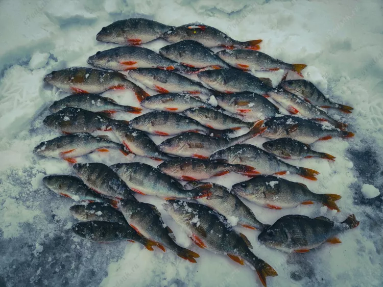 Отчёт о рыбалке Отчёт о рыбалке Брестская область Лисичицы Озеро / Пруд Чёрное Зимняя рыбалка Ловля зимней удочкой
