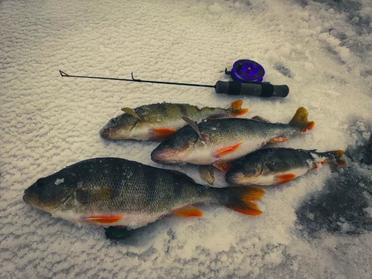 Отчёт о рыбалке Отчёт о рыбалке Брестская область Хрисо Озеро / Пруд Чёрное Зимняя рыбалка Ловля зимней удочкой
