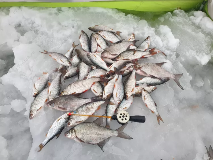 Отчёт о рыбалке Отчёт о рыбалке Самарская область Междуреченск Река Уса Зимняя рыбалка Ловля зимней удочкой