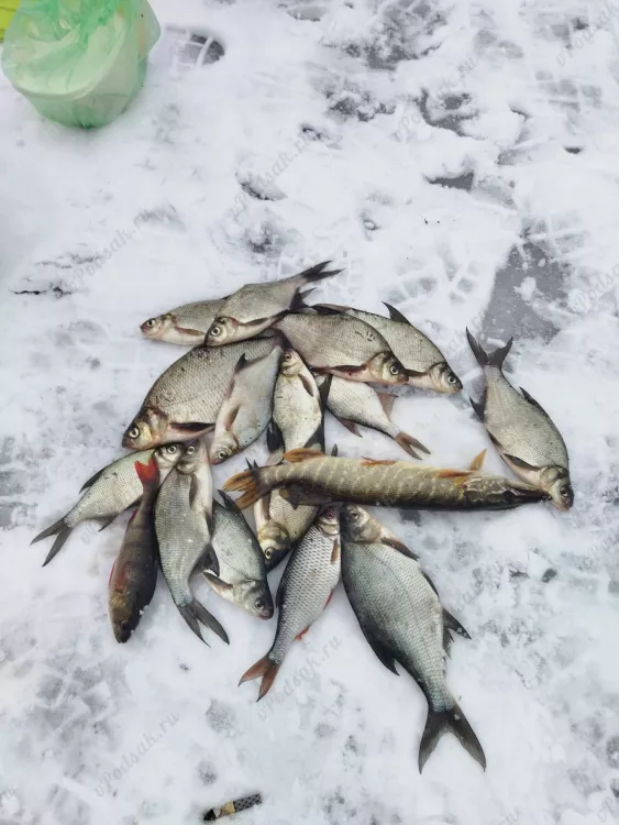 Отчёт о рыбалке Отчёт о рыбалке Брестская область Муховлоки Озеро / Пруд Бамовское Зимняя рыбалка Ловля зимней удочкой, Ловля на жерлицы