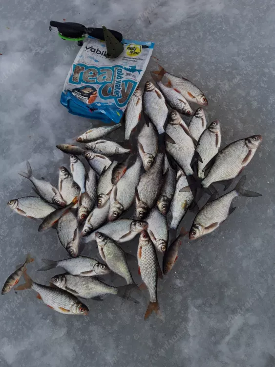 Отчёт о рыбалке Отчёт о рыбалке Гомельская область Осиновка Водохранилище Сосновоборское Зимняя рыбалка Ловля зимней удочкой