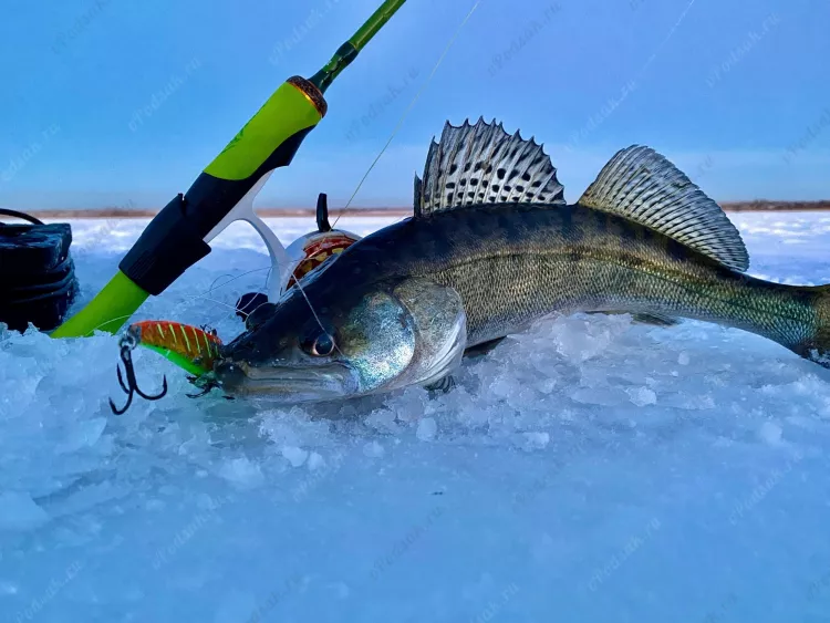 Рыбалка Волгоград - ловля судака зимой