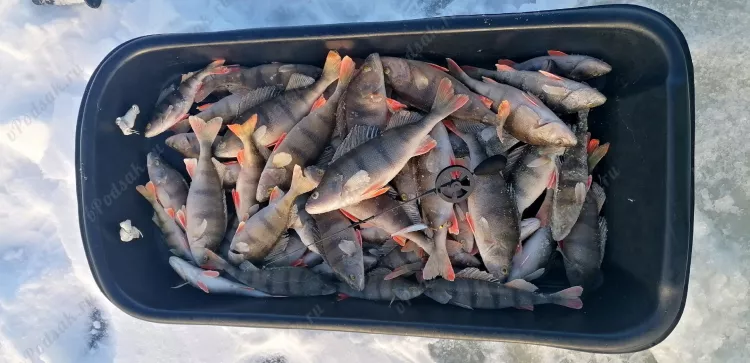 Отчёт о рыбалке Отчёт о рыбалке Kymenlaakso Hamina Озеро / Пруд Без названия Зимняя рыбалка Ловля зимней удочкой