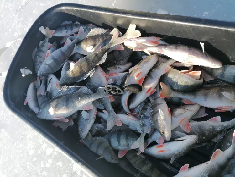Рыбалка в Финляндии - клёвая раздача окуня