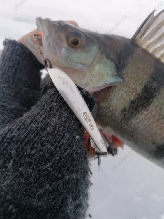 Рыбалка в Финляндии - клёвая раздача окуня