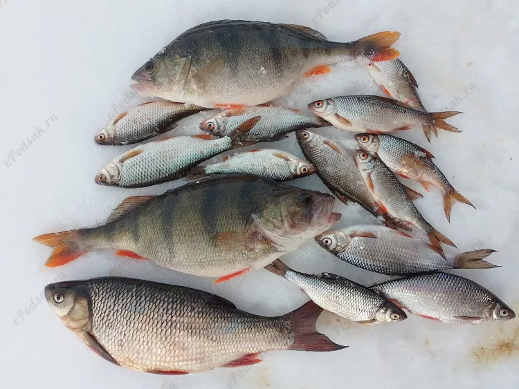Отчёт о рыбалке Отчёт о рыбалке Костромская область Кострома Река Волга Рыбалка весной Ловля зимней удочкой
